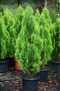 330mm Columnaris (xmas Tree)